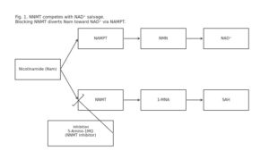 Fig. 1 — NNMT vs NAD⁺ salvage schematic