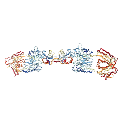 GDF-8 (MYOSTATIN) PEPTIDE 2MG VIAL